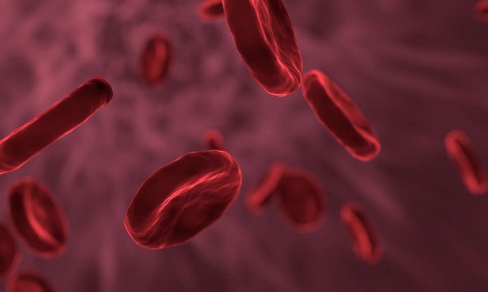 Blood Cells | Fourways Health Centre